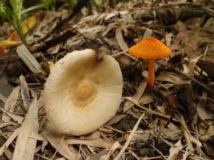 Agaricus trisulphuratus(三硫色蘑菇)