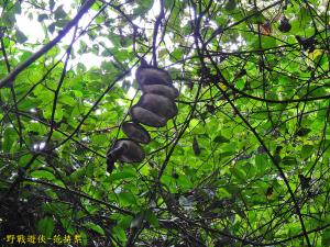 <a href="https://taieol.tw/muse/digi_object/caa640fecfbe898ca1f35746e9cdbc98" target="_blank">鴨腱藤／By：kinmatsu／iNaturalist</a>
