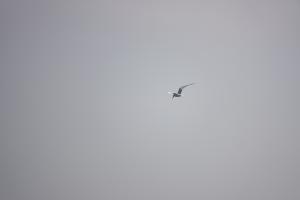 <a href="https://taieol.tw/muse/digi_object/1a703abac6c22c823306e57c28160a03" target="_blank">裏海燕鷗／By：alexsu／iNaturalist</a>