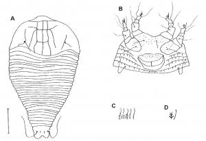 Cosella tripinnatiae Huang, 2001