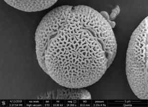 <a href="https://ntm-naturearchive.openmuseum.tw/muse/digi_object/d97c129404f6eae0ea76fdf6ec5abfe9" target="_blank">新竹油柑／國立臺灣博物館</a>