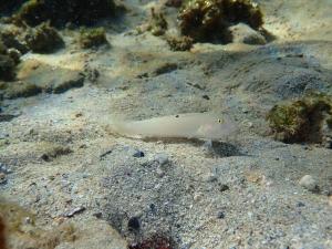 <a href="https://taieol.tw/muse/digi_object/432ec1d0dfb13e9189c03d0ea0dbdea6" target="_blank">六點范氏鰕虎／By：victorcnt／iNaturalist</a>