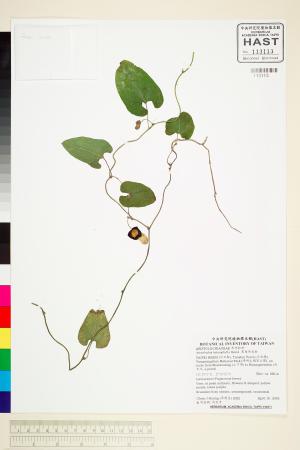 <a href="https://brmas.openmuseum.tw/muse/digi_object/6b91d2d45a5b0a1c7b0e0d5e358df10a" target="_blank">異葉馬兜鈴／中央研究院生物多樣性研究博物館植物標本館 (HAST)</a>