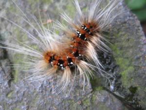 <a href="https://taieol.tw/muse/digi_object/563d02b36737543be64ca7890fc839ae" target="_blank">Eilema costipuncta／By：zhelicarol／iNaturalist</a>