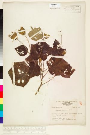 <a href="https://brmas.openmuseum.tw/muse/digi_object/6ba1d3d34336404b35f6ea41d6daaf10" target="_blank">山芙蓉／中央研究院生物多樣性研究博物館植物標本館 (HAST)</a>