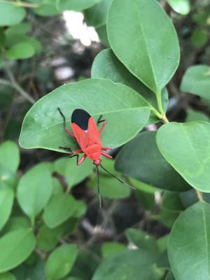 <a href="https://taieol.tw/muse/digi_object/2af602ec5d0483ec0a26fd2169ba0f45" target="_blank">頸紅蝽／By：ahan88／iNaturalist</a>