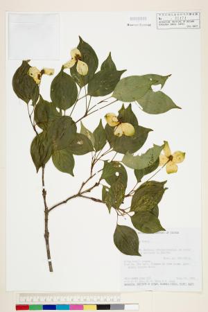 <a href="https://brmas.openmuseum.tw/muse/digi_object/6bd4ad3aebfd4df353c22dea16fc3393" target="_blank">四照花／中央研究院生物多樣性研究博物館植物標本館 (HAST)</a>