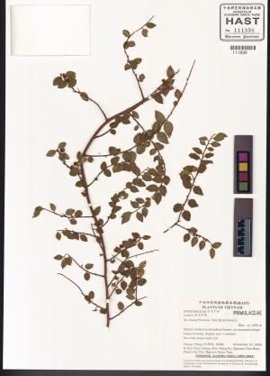 <a href="https://brmas.openmuseum.tw/muse/digi_object/6bd87130f51230787053ab4cd5dd9604" target="_blank">藤木槲屬／中央研究院生物多樣性研究博物館植物標本館 (HAST)</a>