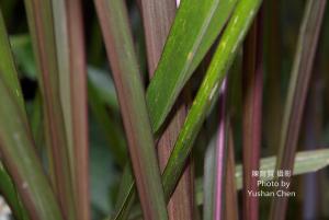 <a href="https://taieol.tw/muse/digi_object/cabaf7ea4f5cf44af30a25f686685cf0" target="_blank">狼尾草／By：陳育賢／陳育賢</a>