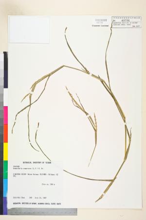 <a href="https://brmas.openmuseum.tw/muse/digi_object/6bee1acbd6d2fa6880fa03d2f9801a2e" target="_blank">扁穗牛鞭草／中央研究院生物多樣性研究博物館植物標本館 (HAST)</a>