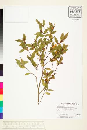 <a href="https://brmas.openmuseum.tw/muse/digi_object/6bfc6d935d02e0bb426bfc98ac2c22d3" target="_blank">泛能高山茶／中央研究院生物多樣性研究博物館植物標本館 (HAST)</a>