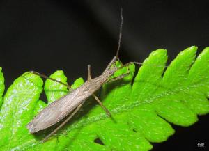 Pygolampis bidentata (Goeze, 1778) 雙刺胸獵蝽 