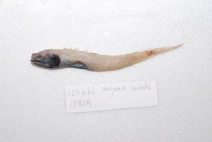 <a href="https://brmas.openmuseum.tw/muse/digi_object/d8ba8f84bca98adb87e67bd01758acfb" target="_blank">大尾深水鼬魚／中央研究院生物多樣性研究博物館動物標本館 (ASIZ)</a>