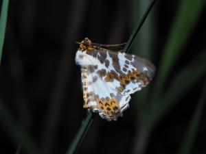 <a href="https://taieol.tw/muse/digi_object/64e25f69d421cc1973ff2c9ce3f2f4ac" target="_blank">Chorodna moorei／By：max822／iNaturalist</a>