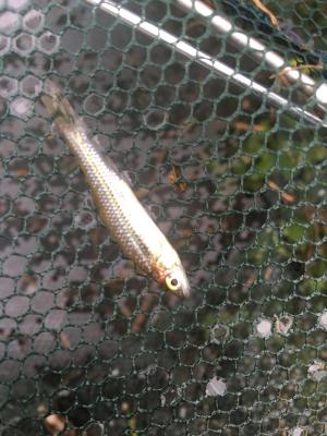 <a href="https://taieol.tw/muse/digi_object/c17a1978bd0ea68d2cf5abba6bfd7db1" target="_blank">羅漢魚／By：fantancy／iNaturalist</a>