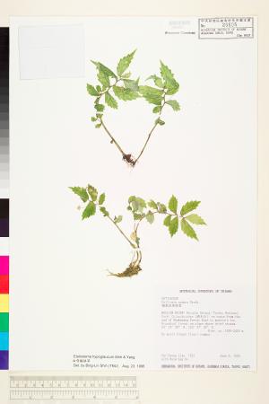 <a href="https://brmas.openmuseum.tw/muse/digi_object/6c308c0f4649975e7e773201f757ef4e" target="_blank">白背樓梯草／中央研究院生物多樣性研究博物館植物標本館 (HAST)</a>