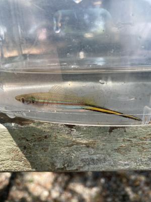 <a href="https://taieol.tw/muse/digi_object/05bb07c5c4a86d01bba576ece2477e03" target="_blank">劍尾魚／By：dashlin／iNaturalist</a>