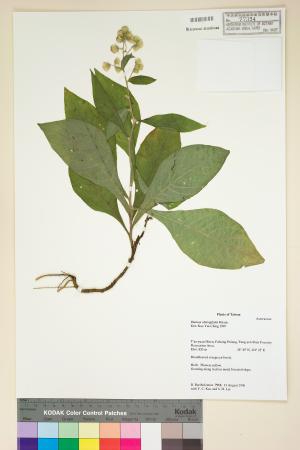 <a href="https://brmas.openmuseum.tw/muse/digi_object/6c52766a520203b8867c7b1468424f76" target="_blank">台灣艾納香／中央研究院生物多樣性研究博物館植物標本館 (HAST)</a>