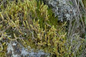 Rhytidium rugosum (Hedw.) Kindb. 垂枝苔(moss) 生態照