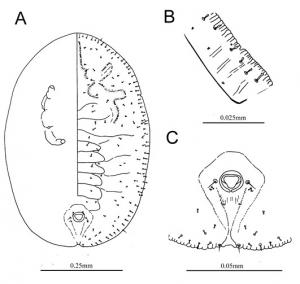 Rhachisphora koshuensis  (Takahashi, 1933)