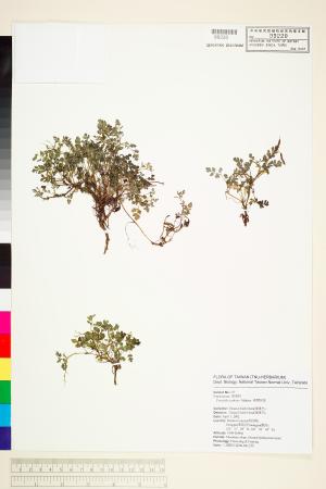 <a href="https://brmas.openmuseum.tw/muse/digi_object/6c69305a56f27110fcb6f1dbf873a418" target="_blank">台灣黃菫／中央研究院生物多樣性研究博物館植物標本館 (HAST)</a>