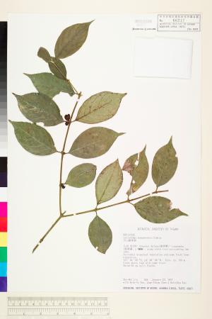 <a href="https://brmas.openmuseum.tw/muse/digi_object/6c8e01a586fec2c4c0aab6fccb799847" target="_blank">文山雞屎樹／中央研究院生物多樣性研究博物館植物標本館 (HAST)</a>