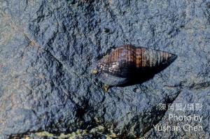 <a href="https://taieol.tw/muse/digi_object/c19e14612822c4c9135b5513e065b0d8" target="_blank">褐線峨螺／By：陳育賢／陳育賢</a>