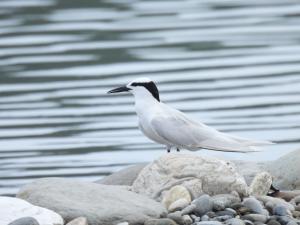 <a href="https://taieol.tw/muse/digi_object/3d2a701eb3aec35e31f681f83b03a5cc" target="_blank">蒼燕鷗／By：abujudy／iNaturalist</a>