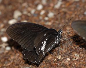 20090925_347286_Papilio castor formosanus_A.jpg