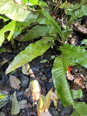 <a href="https://taieol.tw/muse/digi_object/0f1fdee2337441eb1a4126d07ff00d21" target="_blank">斷線蕨／By：cocoweb／iNaturalist</a>