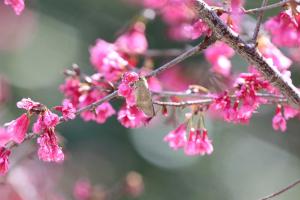 <a href="https://taieol.tw/muse/digi_object/f22564c7490beb933cd7cb324f0e9873" target="_blank">長翅弄蝶／By：doggy0406／iNaturalist</a>