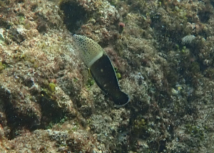 <a href="https://taieol.tw/muse/digi_object/f39a82a1d1812a68a901fb556c81ac31" target="_blank">紅喉盔魚／By：pchi45／iNaturalist</a>