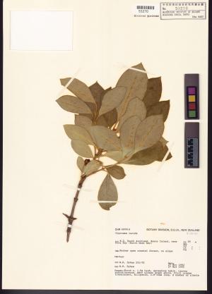 <a href="https://brmas.openmuseum.tw/muse/digi_object/6cc9598c4522ea3106593519d643e6f0" target="_blank">Coprosma／中央研究院生物多樣性研究博物館植物標本館 (HAST)</a>