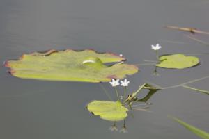 <a href="https://taieol.tw/muse/digi_object/0fbfeebefe8bf42cc3b7f0671f2176b8" target="_blank">印度莕菜／By：deerjacksonhu／iNaturalist</a>