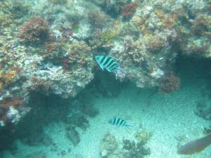 <a href="https://taieol.tw/muse/digi_object/20890e6a9d170bc6939ea56631b9bb68" target="_blank">六線豆娘魚／By：ahan88／iNaturalist</a>