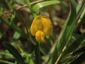 <a href="https://taieol.tw/muse/digi_object/557f8595f563e3d2728ff21013f211cc" target="_blank">Zornia gibbosa／By：chiuluan／iNaturalist</a>