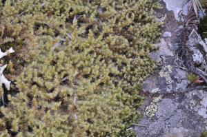 Racomitrium ericoides (Brid.) Brid. 灌叢砂苔(moss) 生態照