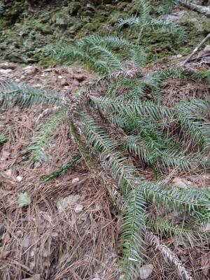 <a href="https://taieol.tw/muse/digi_object/600a8bfba80bb38d2d3bac2789f34db3" target="_blank">巒大杉／By：naturalist14740／iNaturalist</a>