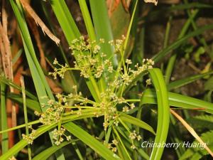 <a href="https://taieol.tw/muse/digi_object/7649b1171dd07265b2a284cdc8ce5937" target="_blank">大莞草／By：chinaberryhuang／iNaturalist</a>