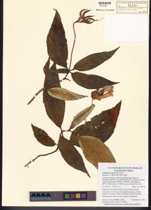 <a href="https://brmas.openmuseum.tw/muse/digi_object/6d1a1f129ff4c6b7c93bec60adb46ffc" target="_blank">半蒴苣苔屬 (蒴苣苔屬)／中央研究院生物多樣性研究博物館植物標本館 (HAST)</a>