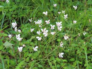 <a href="https://taieol.tw/muse/digi_object/300a76fe5c28012efbbe2b69387deb07" target="_blank">喜岩堇菜／By：naturalist14740／iNaturalist</a>
