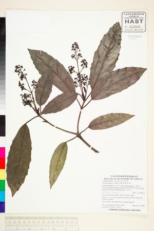 <a href="https://brmas.openmuseum.tw/muse/digi_object/6d57584dbc281b02cc766955dc5d0843" target="_blank">東瀛珊瑚(青木)／中央研究院生物多樣性研究博物館植物標本館 (HAST)</a>