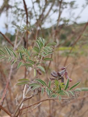 <a href="https://taieol.tw/muse/digi_object/c436a17caffb51cad5d0c28853d87d22" target="_blank">野木藍／By：stevenson1002／iNaturalist</a>