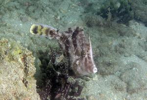 <a href="https://fishdb.sinica.edu.tw/muse/digi_object/6a2460e9ae635a9f575dba0e60ed3d83" target="_blank">Monacanthus chinensis@fishdb-media-9025／蔡正一</a>