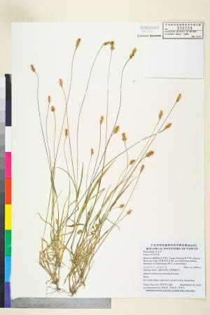 <a href="https://brmas.openmuseum.tw/muse/digi_object/6d934b1a77b7e16858954c4cafccc48b" target="_blank">狗尾草屬／中央研究院生物多樣性研究博物館植物標本館 (HAST)</a>