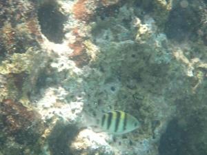 <a href="https://taieol.tw/muse/digi_object/0cafc0fa119a214d59fa8854da38a66a" target="_blank">條紋豆娘魚／By：mac11／iNaturalist</a>