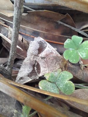 <a href="https://taieol.tw/muse/digi_object/01e25bbf88404e332d8563aa6c1cd3fd" target="_blank">Bastilla joviana／By：tainan-wombat／iNaturalist</a>