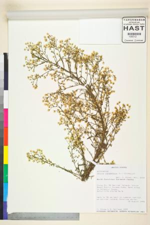 <a href="https://brmas.openmuseum.tw/muse/digi_object/6dfa1f7fb63637ba1bfb78a5ad0a5e29" target="_blank">加拿大蓬／中央研究院生物多樣性研究博物館植物標本館 (HAST)</a>