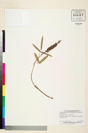 <a href="https://brmas.openmuseum.tw/muse/digi_object/6e46bc2afffaea0f3917e9a3fa3ffff4" target="_blank">羽葉兔尾草／中央研究院生物多樣性研究博物館植物標本館 (HAST)</a>
