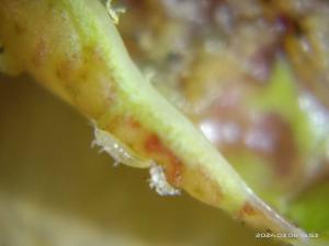 <a href="https://taieol.tw/muse/digi_object/905ec032c1d16454b8130fee359f90d0" target="_blank">榕管薊馬／By：naturalist99250／iNaturalist</a>
